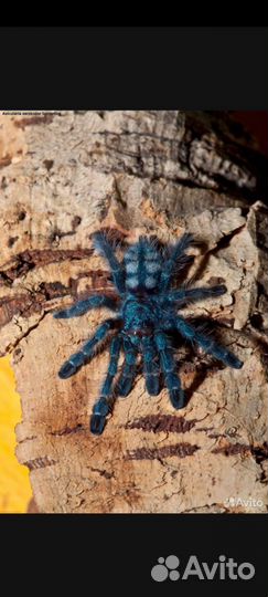 Паук птицеед Caribena versicolor L 6