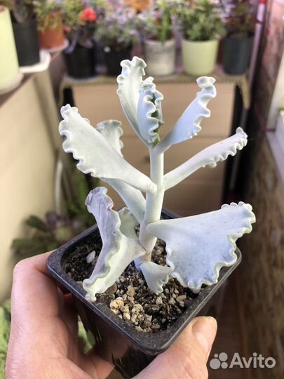 Суккуленты