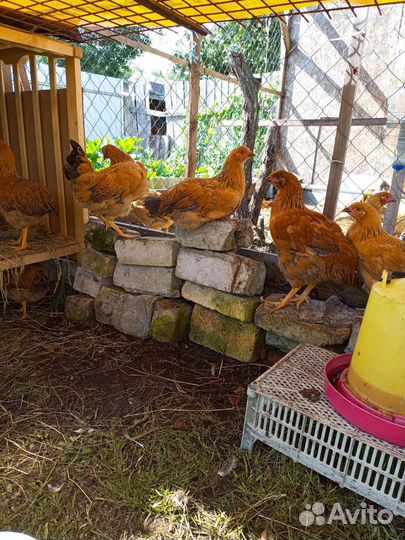 Кучинская юбилейная куры