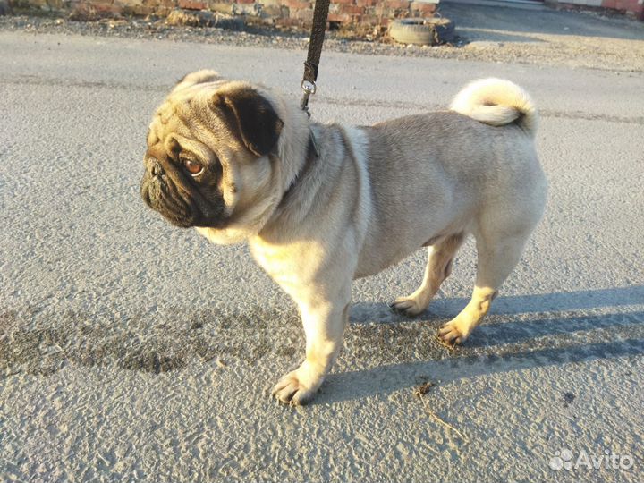 Мопс в добрые руки