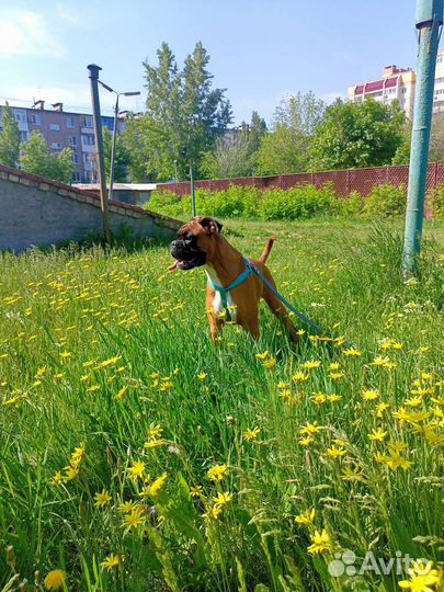Немецкий боксер