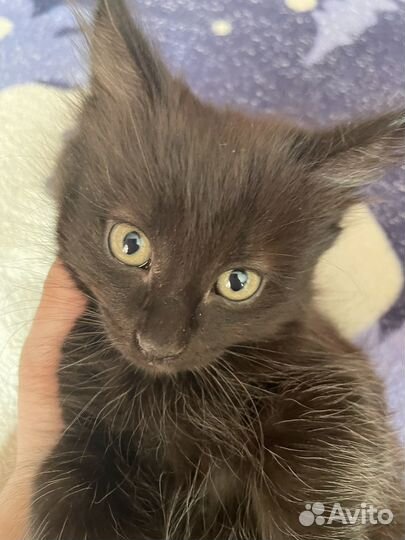 Котенок в добрые руки