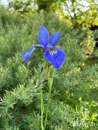 Цветы ирисы