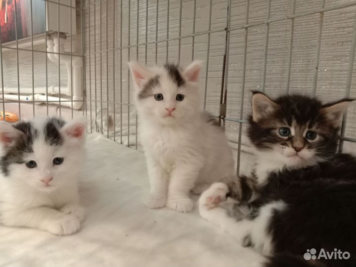 Котята мейн-кун