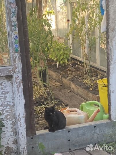 Котята ищут дом