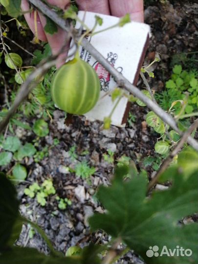 Саженцы вишни, барбариса