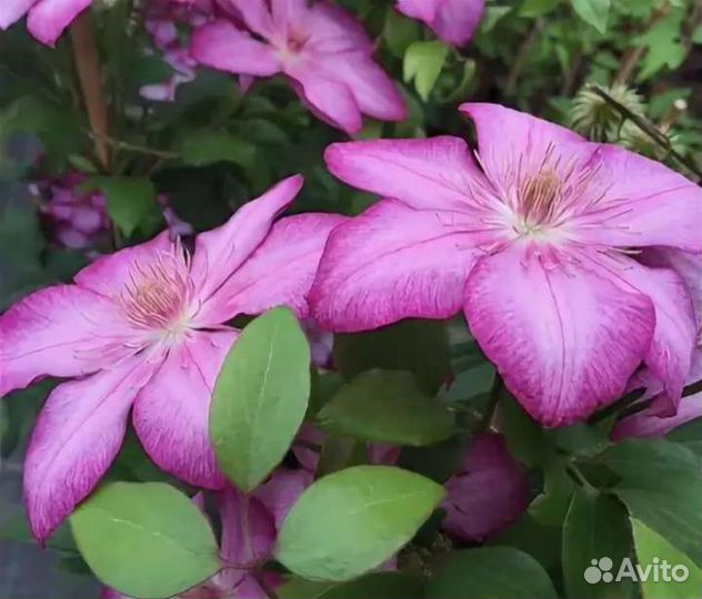 Клематис Парадизо