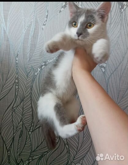 Котята мальчик и девочка