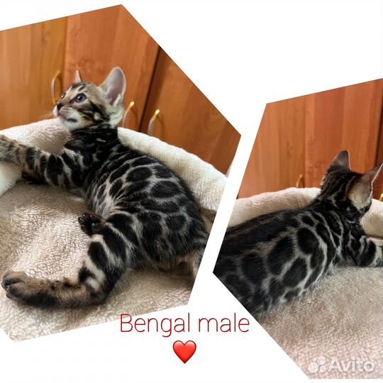 Шикарные бенгальские котята