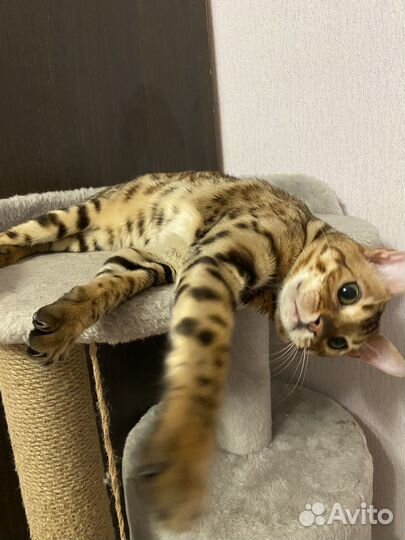 Бенгальский кот