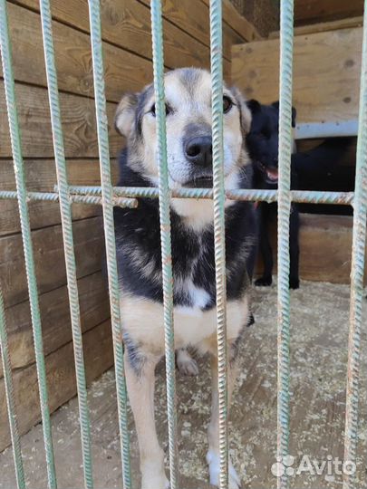 Смышленый парень Сэм из приюта Некрасовка. В дар