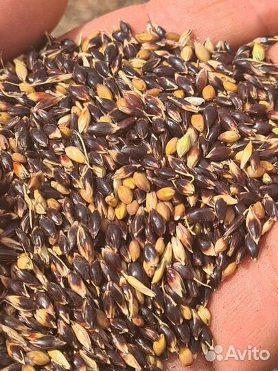 Реализую семена суданской травы