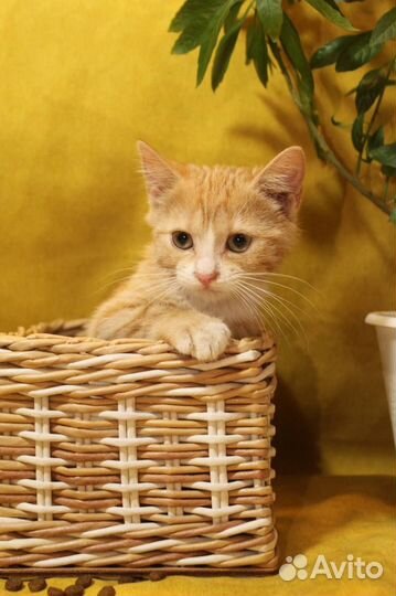 Рыжий котенок