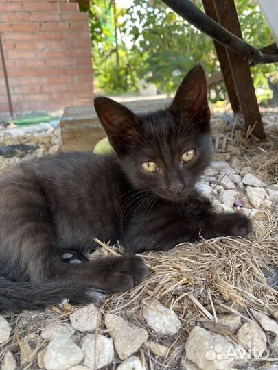 Котята в добрые руки мальчики