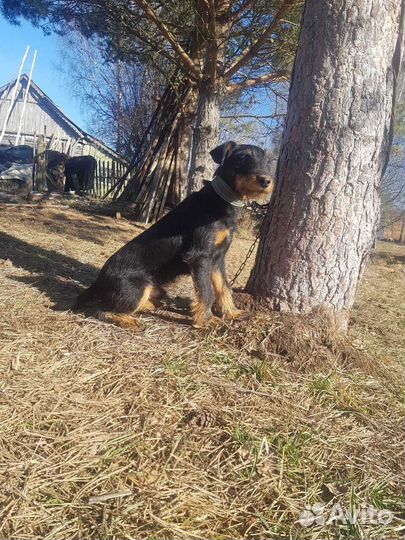 Щенки ягдтерьера интересный