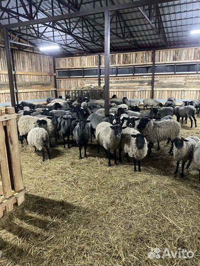 Племенные овцы Романовской породы