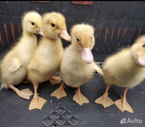 Утята суточные