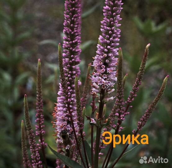 Многолетние цветы Вероника и Вероникаструм