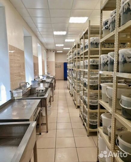 Пиявки медицинские