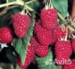 Малина Карамелька и Оранжевое чудо