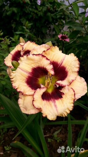 Продам лилейник сортовой