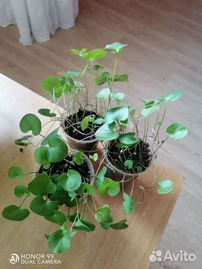 Комнатные цветы