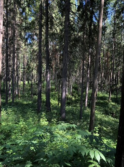 Участок 1,11 га (СНТ, ДНП)