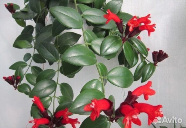 Эсхинантус Мона Лиза