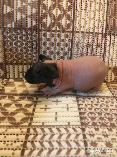 Морская свинка скинни