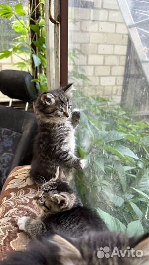 Сибирские котята