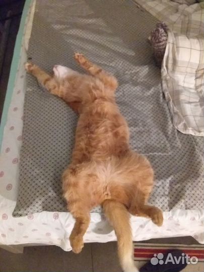 Передержка домашних животных