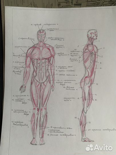 Художественные работы по анатомии человека