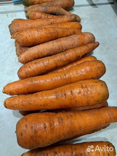 Морковь свежая