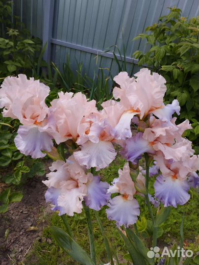 Ирисы бородатые