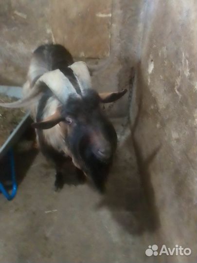 Продается козёл
