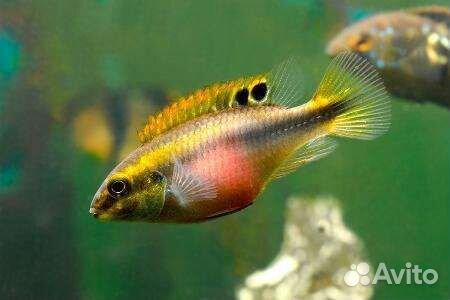 Пельвикахромис пульхер (мальки)