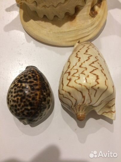 Морские ракушки