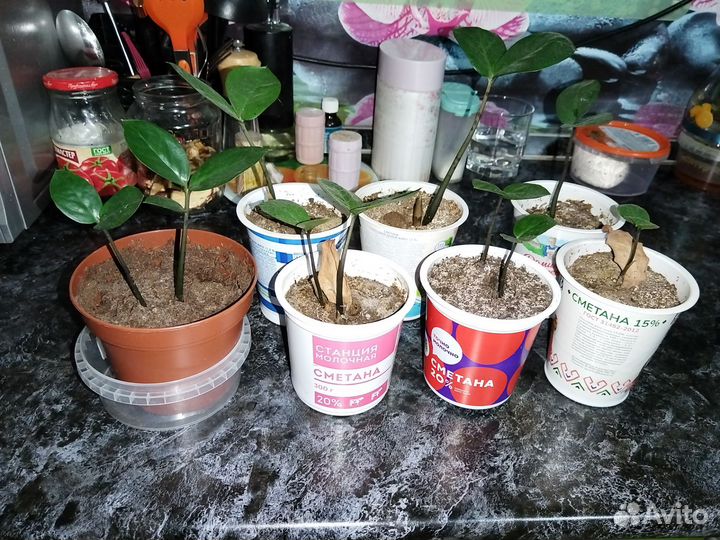 Замиокулькас