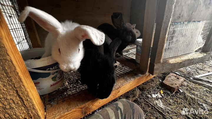 Калифорнийские кролики