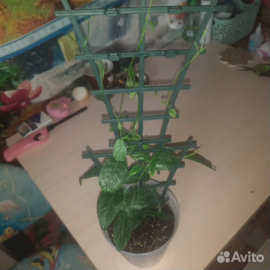 Жасмин нитидум вариегатный с фото