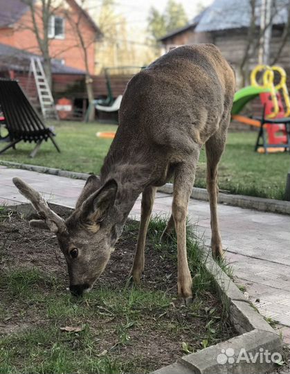Передержка животных и птиц