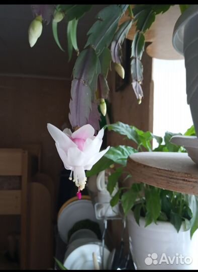 Декабрист шлюмбергера желтый