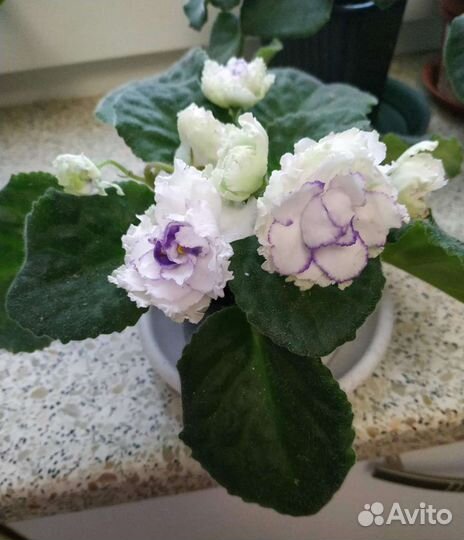 Сортовые фиалки цветущие, листы и детки