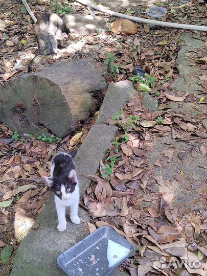 Красавчики неимоверные