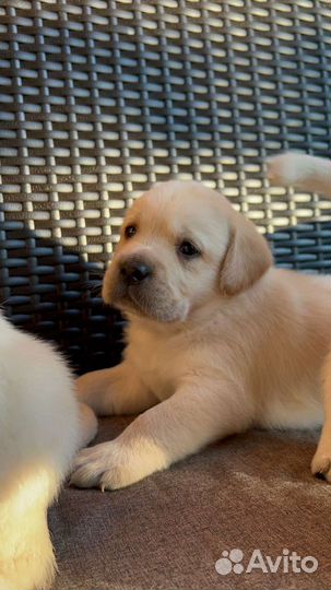 Щенки лабрадора