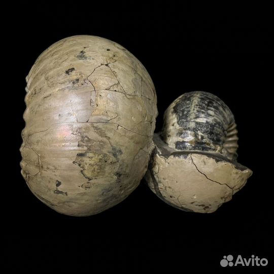 Аммониты Cadoceras
