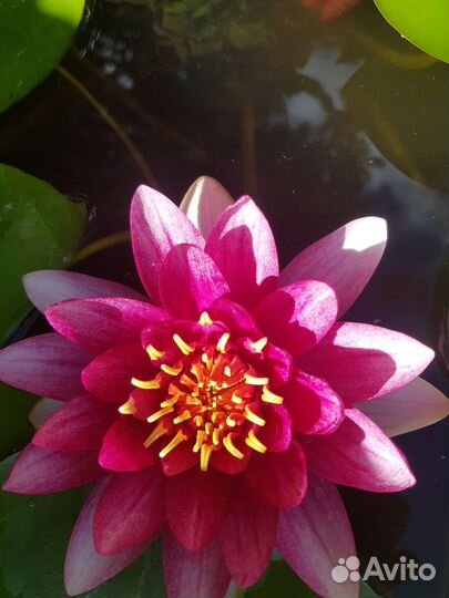 Кувшинки (нимфеи)