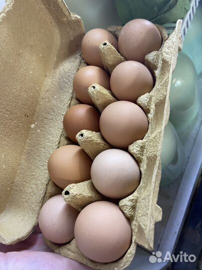 Молоко,творог,сметана,масло