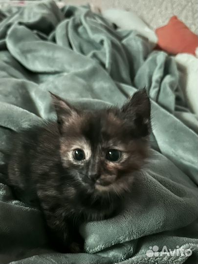 Отдам малышку в добрые руки