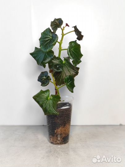 Бегония Элатиор, бегония вечноцветущая